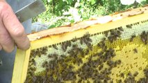 Hautes-Alpes : Transhumance des abeilles dans les montagnes