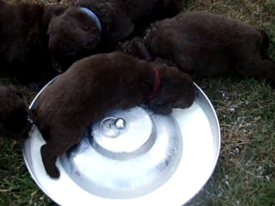 chiots terre neuve marron bronze de l'élevage de VALOYAN