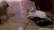 Dogs React to Finding Cats Sleeping in Their Beds
