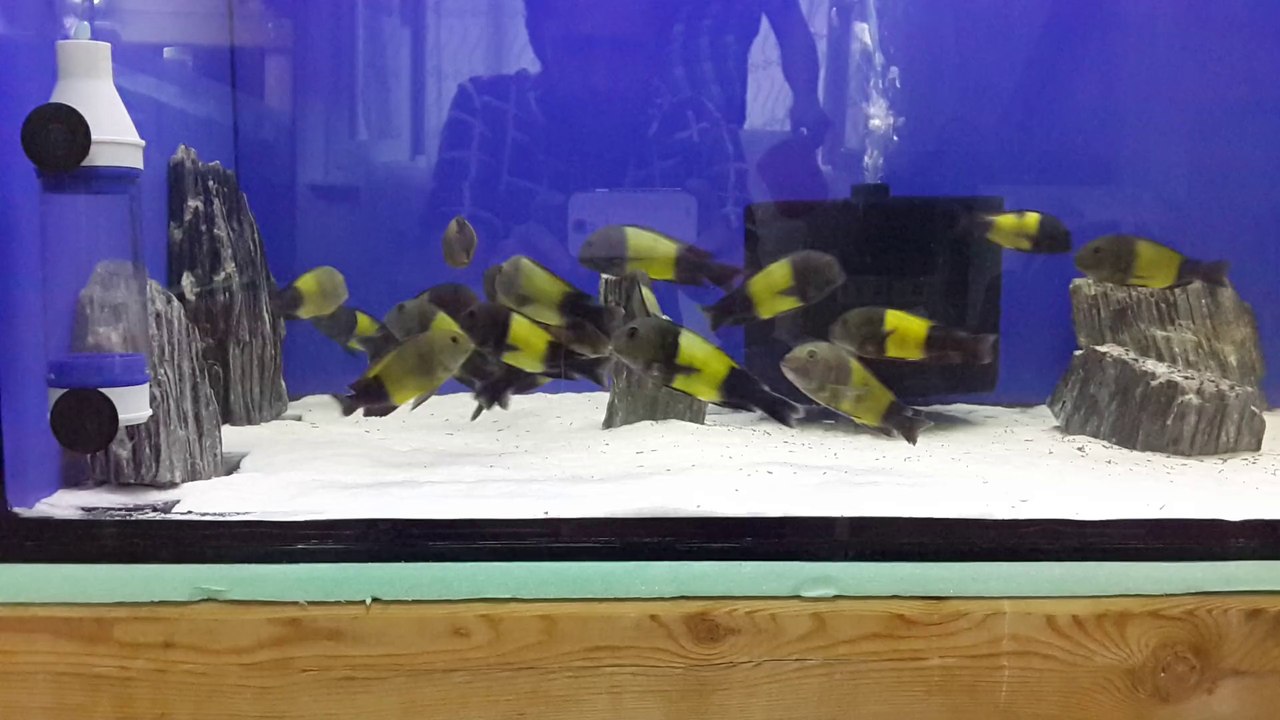 F0 Sp. Black İkola Kaiserlerim