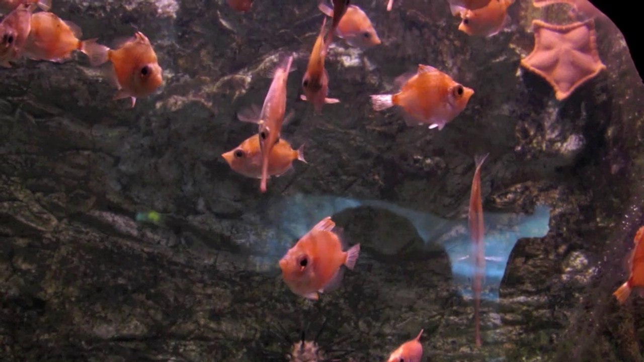 Aquarium de La Rochelle 2014