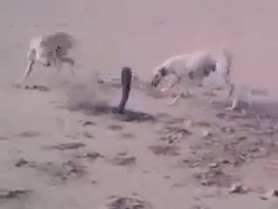 snake and dog real fight  http://www.globalviewforum.com/