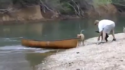 Dog save another 2 dogs