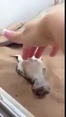 He wants a belly rub!