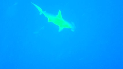 Hammerhead sharks in Sipadan I
