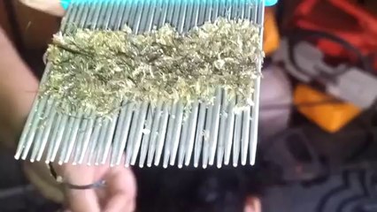 Une tête pleine de poux