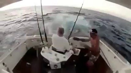 Funny boat fish attack shark