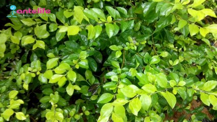 SmartPhone Lenovo S660 lõi tứ 4.7inch giá 4tr7