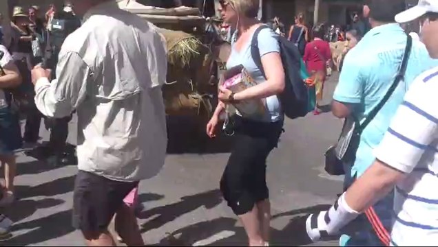 transhumance à st Rémy de Provence.