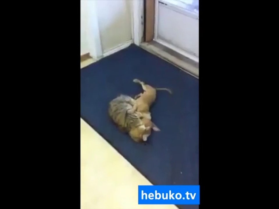 böyle bir kedi-köpek kavgası görmediniz. çok sevimli..