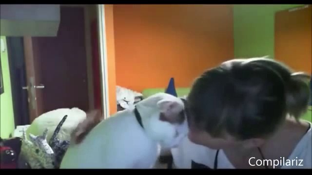 Cute Cats Demands Petting Compilation!