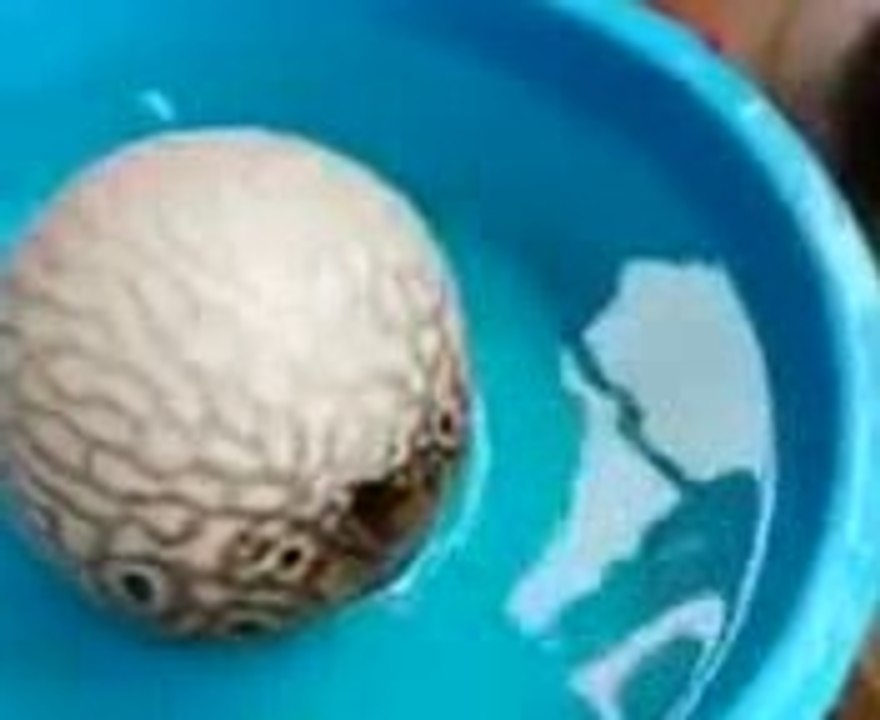 waowww what a sea creature....