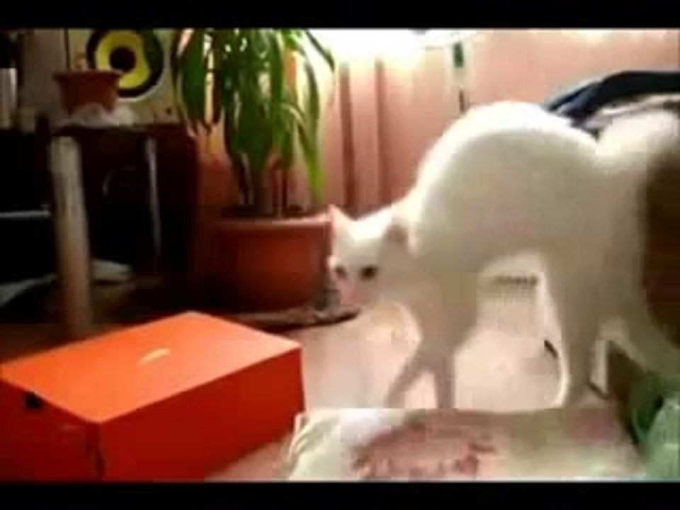 top 10 funny videos of the year