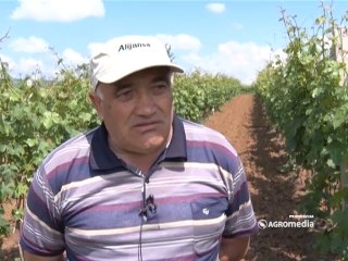 Galenika Fitofarmacija, Zaštita vinove loze _351_ 07.06.2014.