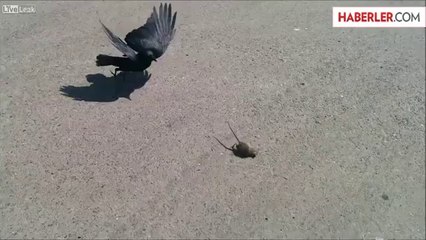 Karga Yoldaki Fareyi Yakaladı