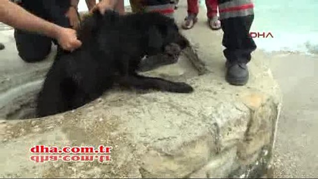 8 chiots sauvés de la noyade en Turquie