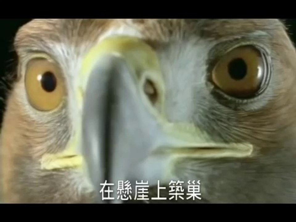 雄鷹