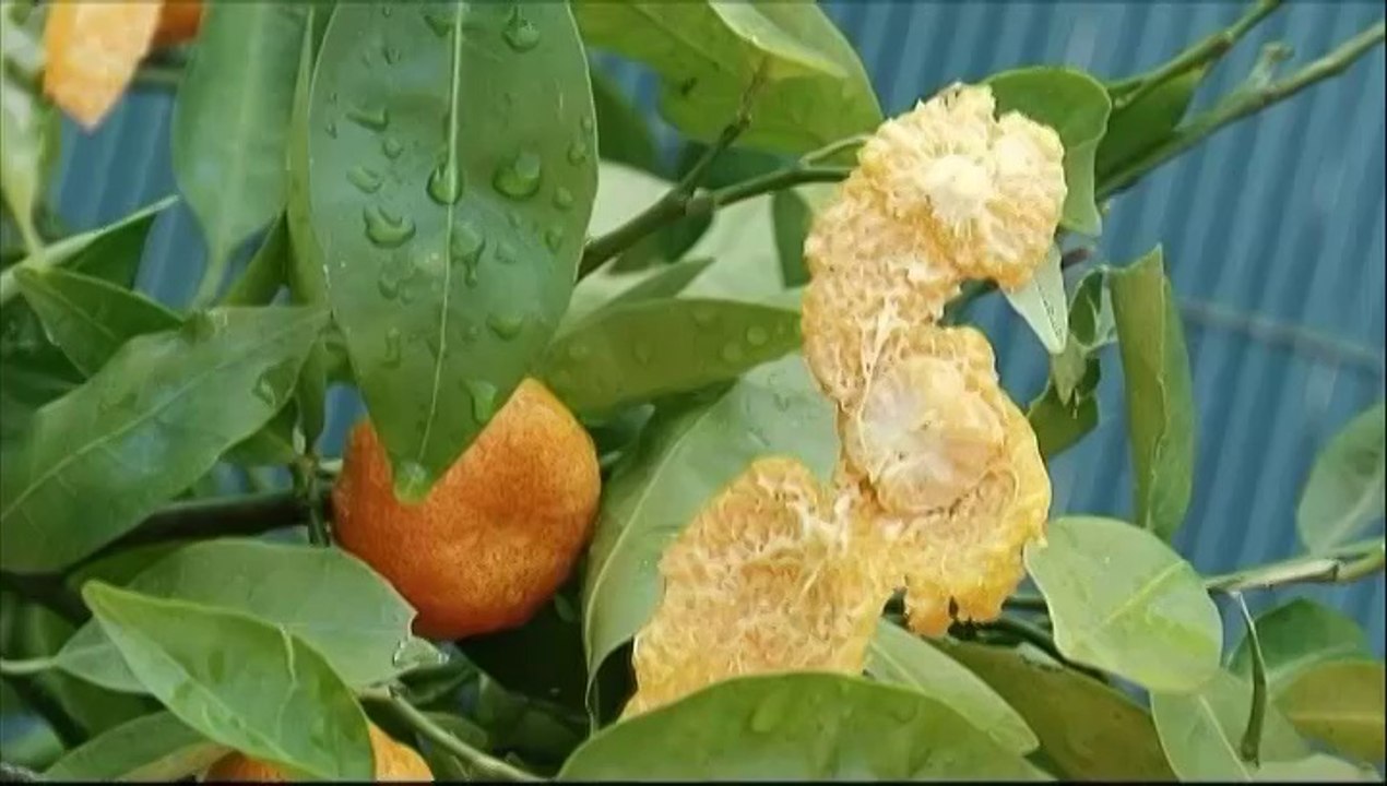 Dans l'Oise et la Vienne, violents orages et grêlons ont fait de nombreux dégâts