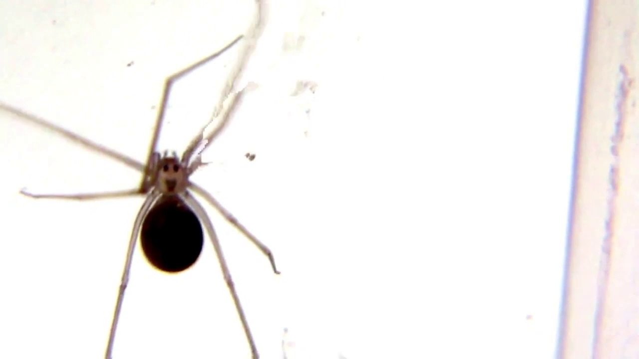 #New York SHOCKING! Human faced Spider found