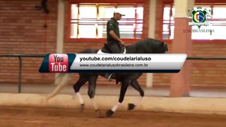 Cavalo Lusitano - Desertor E.C. - Coudelaria Lusobrasileira