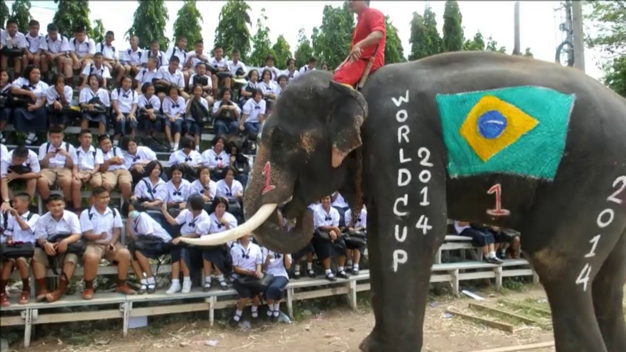 Des éléphants jouent au foot en Thaïlande en amont du Mondial