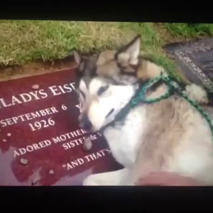 Comovente: cachorro chora no túmulo do dono