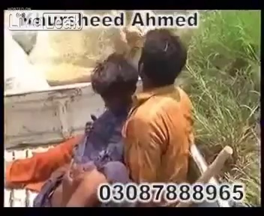 Real tiger attack in forest full