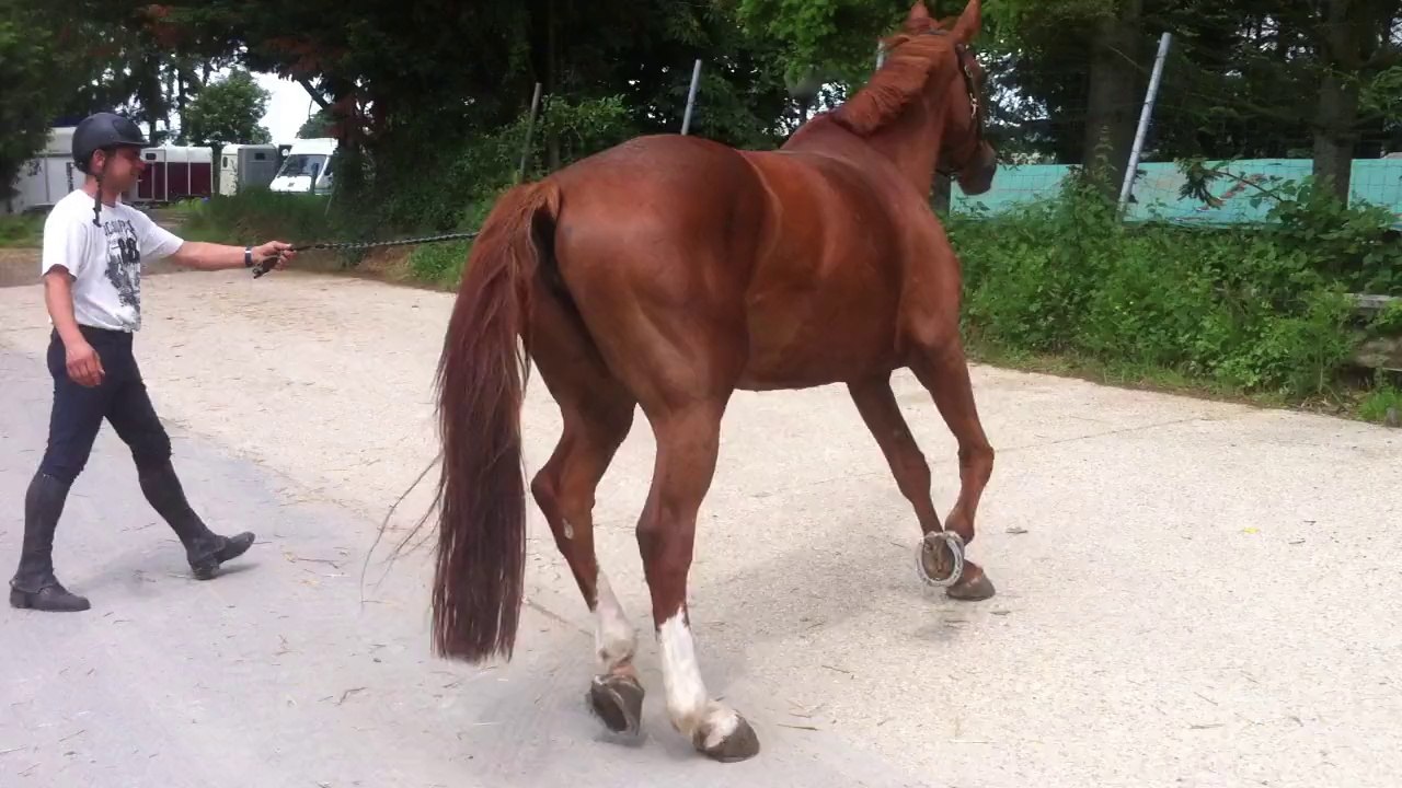 Donna L - trot cercle gauche