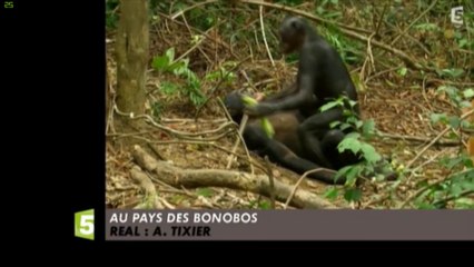 Sacrés bonobos