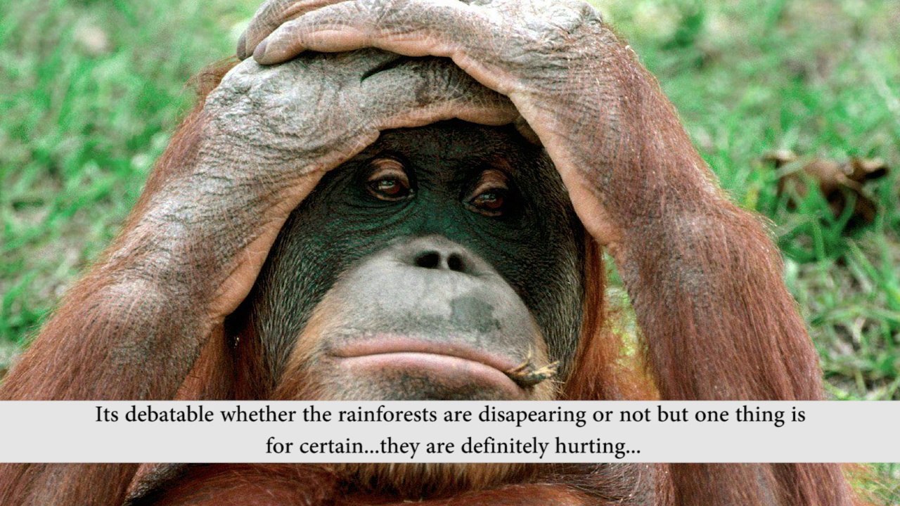Are the world's rainforests disappearing?
