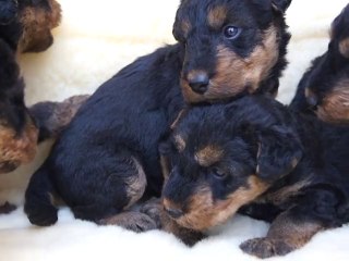 bébés Airedale Terrier