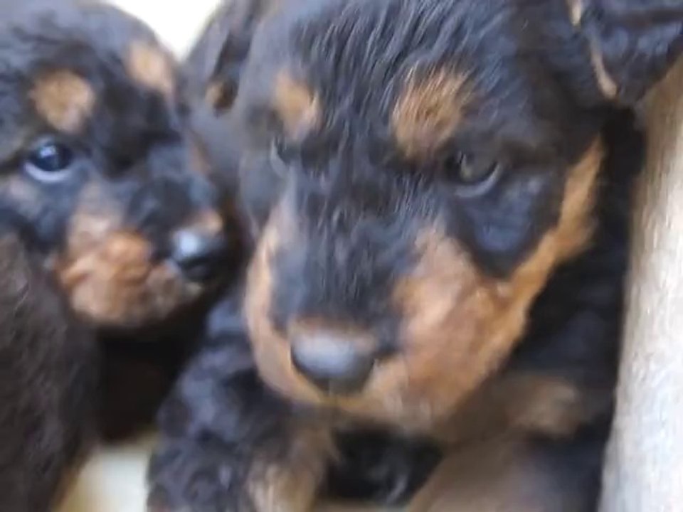 bébés Airedale Terrier