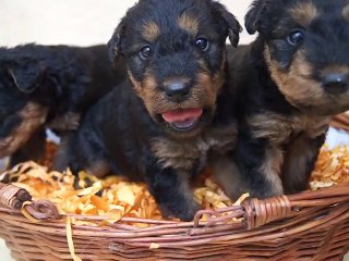 bébés Airedale
