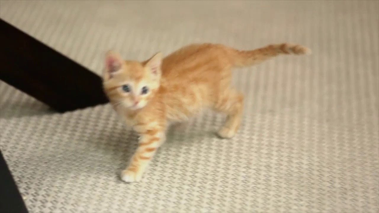 Dear Kitten