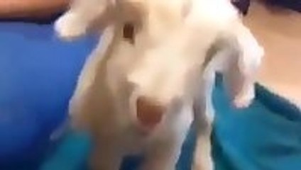 Goat gives it all it's got