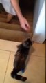 Double Amputee Cat Flying Handstand