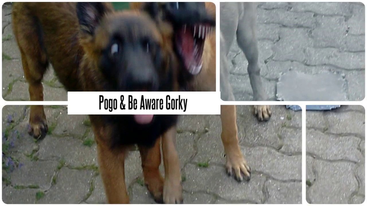 Be Aware Gorky  + Pogo @ HOMEBOYS