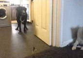 Feather Freaks Out Wimpy Dog