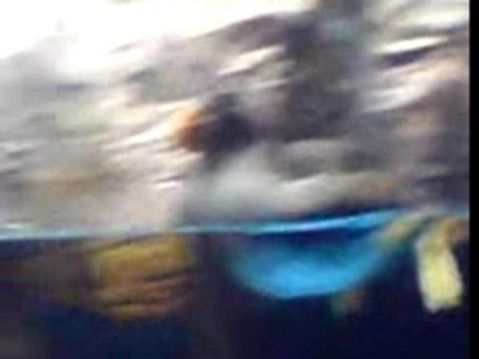 11海生館海鸚鵡
