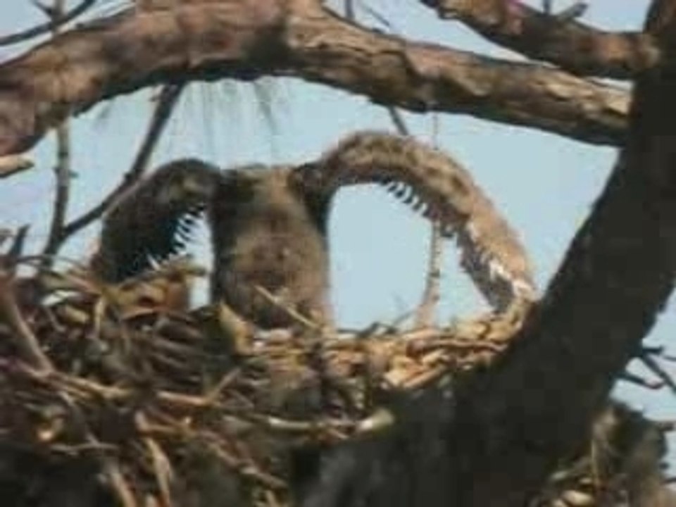 Aguilucho-4