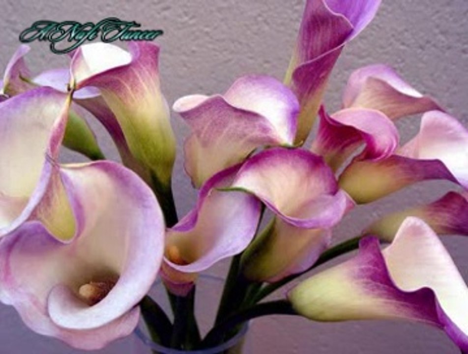 Selma SAĞBAŞ-Memo Gelir Sine Sine (Memo Naziresi)