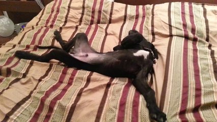 Great Dane puppy at 3 30am Talking