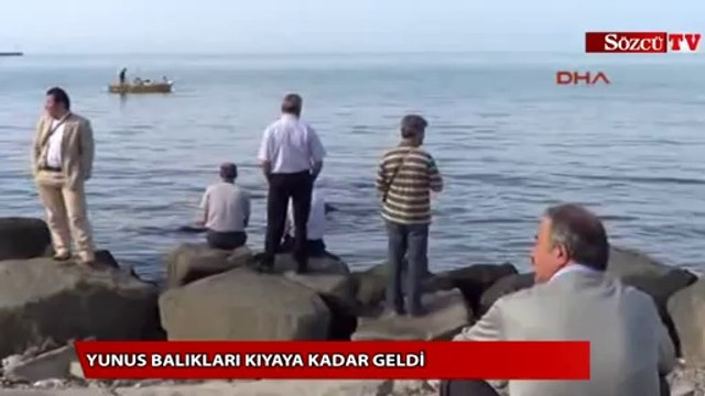 Yunus balıkları kıyaya kadar geldi