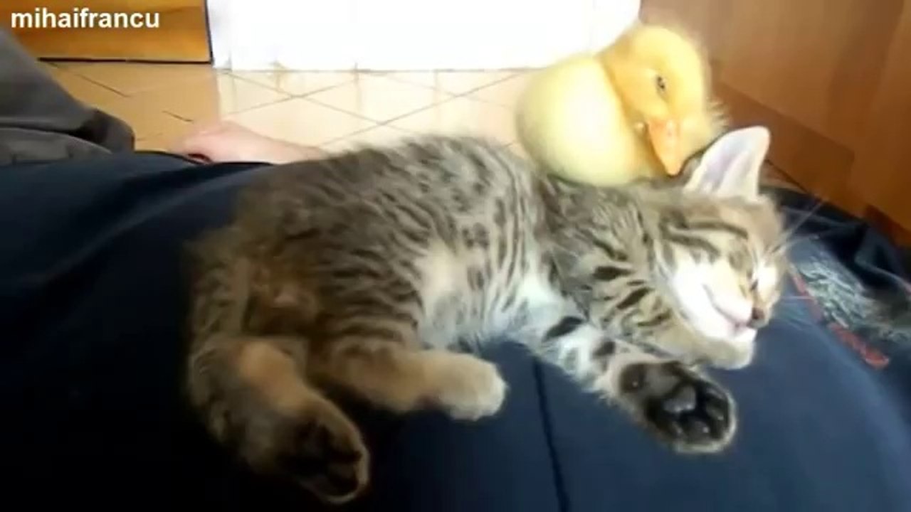 My Cute Duckling And Kitten Sleeping Together [ORIGINAL]