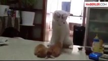 Anne Kedi Kavga Eden Yavrularını Ayırdı
