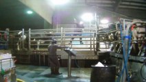 Cows beaten, hanged and whipped at Canadian dairy farm