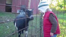 Goats Are Awesome - So hilarious animal Compilation