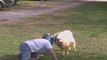 Compilation de chèvres hilarante : Goats Are Awesome
