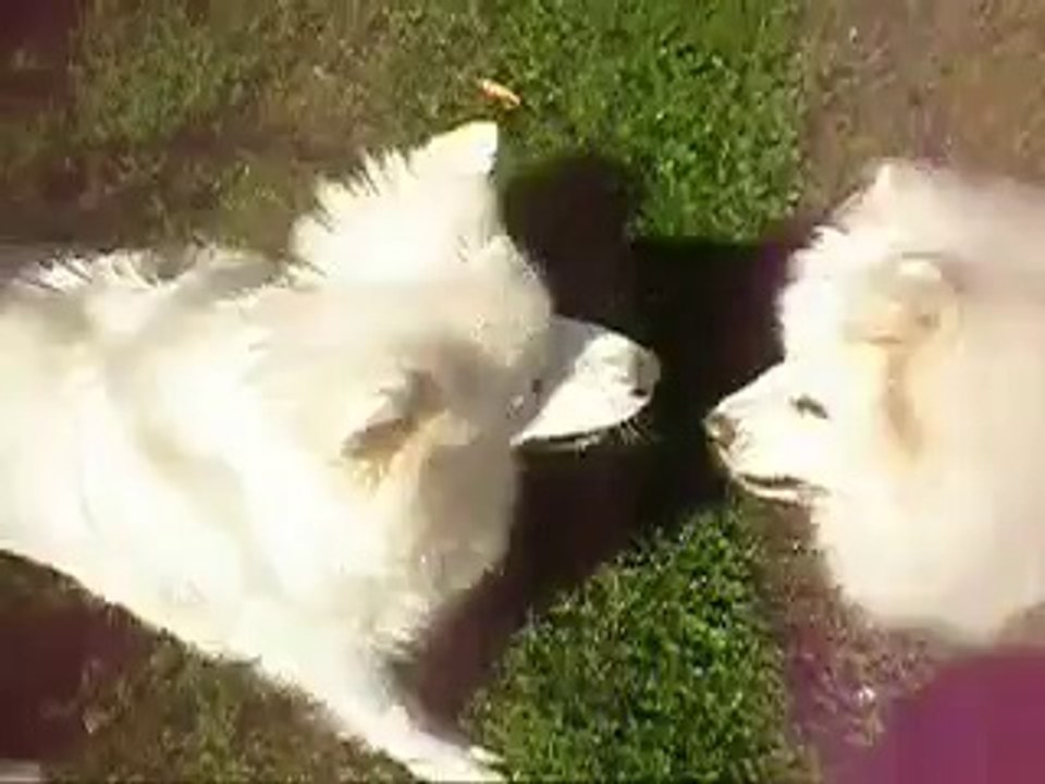 Jeu entre Merry et Slowva 2