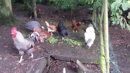 some fowl behind our camp in holland